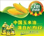 长寿花画面
