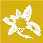 花纹壁纸