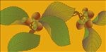 花纹壁纸