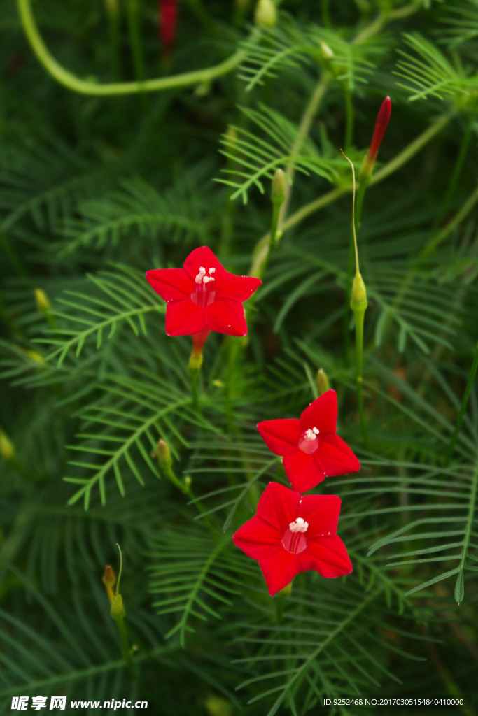 五星花