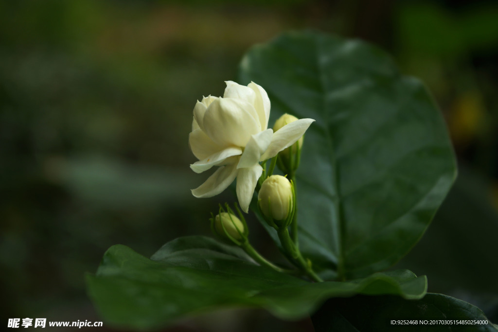 茉莉花
