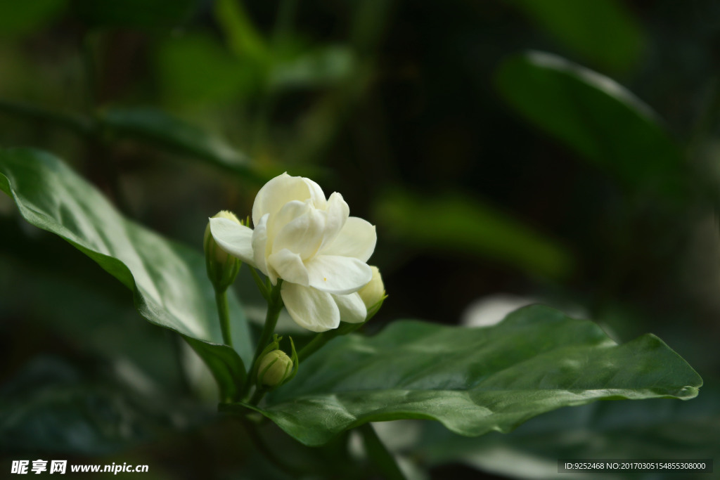 茉莉花
