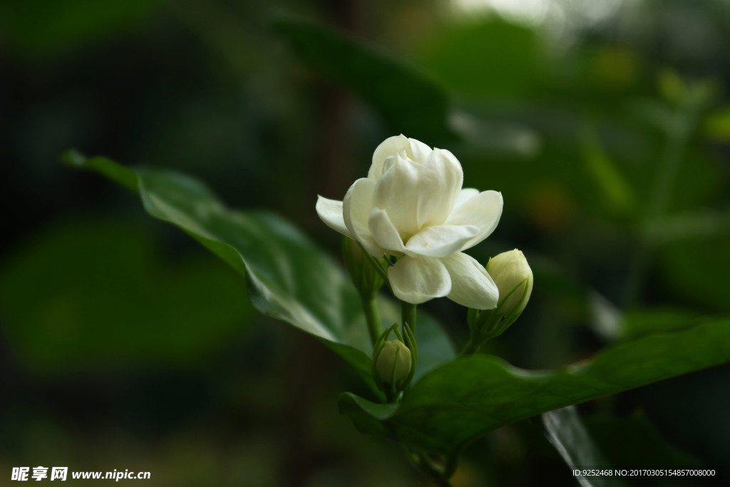 茉莉花