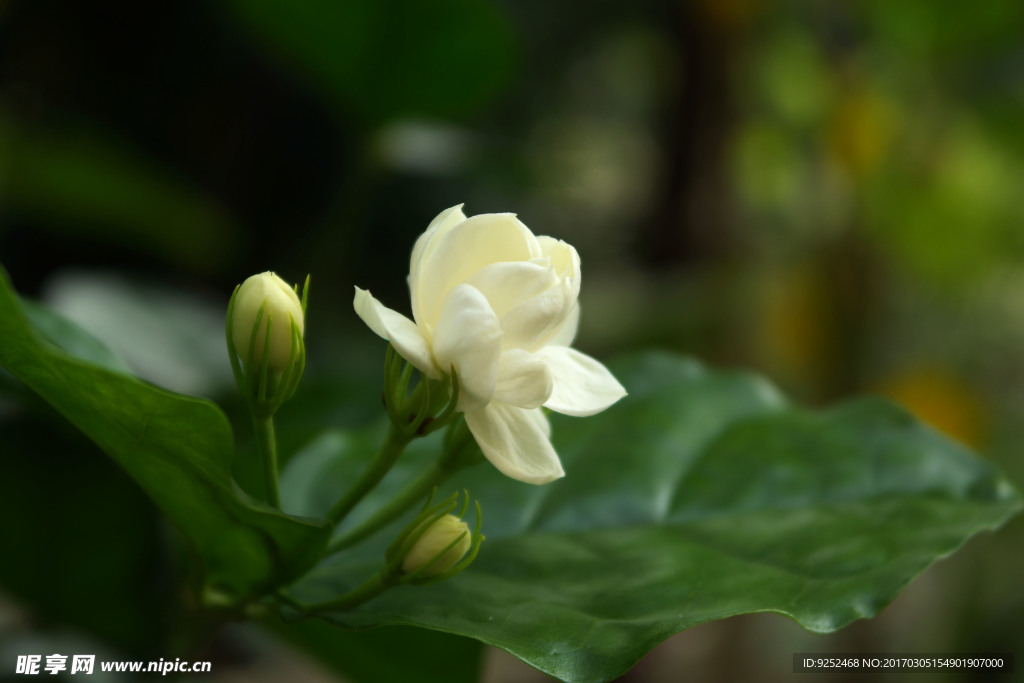 茉莉花