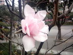 玉兰花特写 一枝独秀
