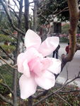 玉兰花 粉色花瓣