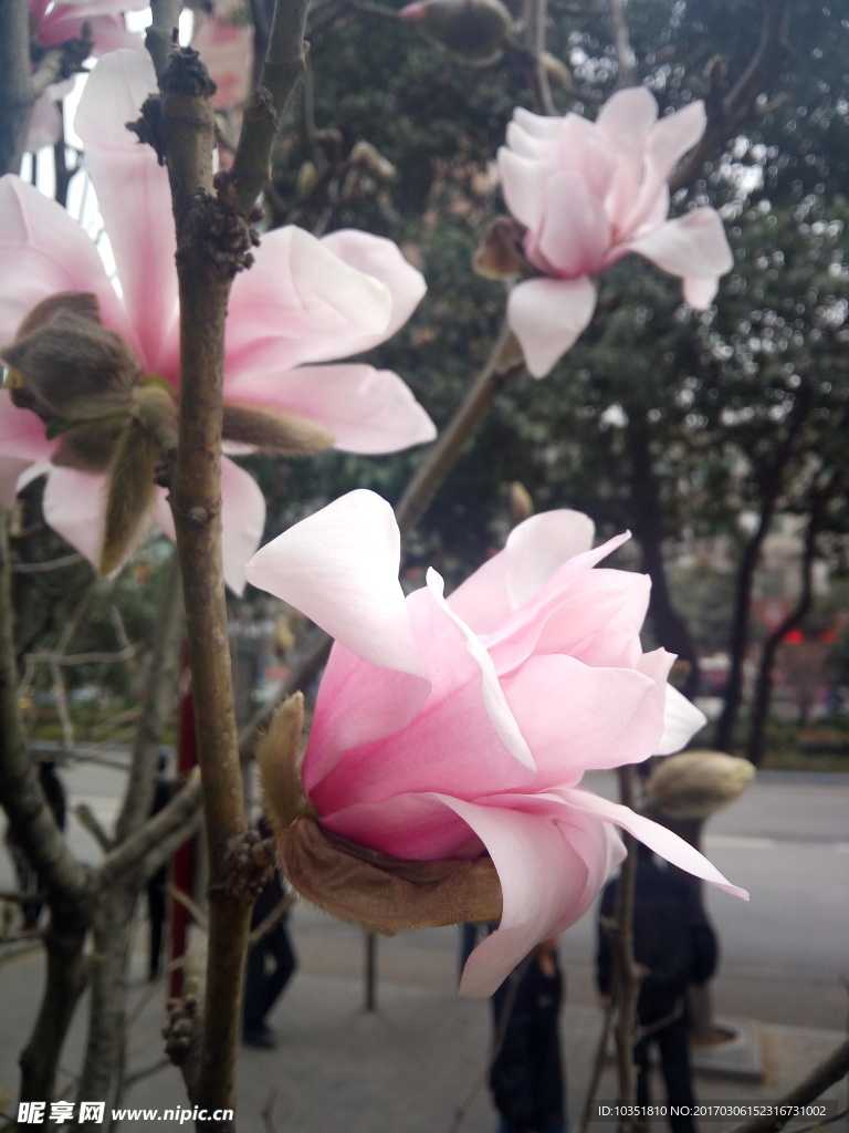 三朵玉兰花 粉色花