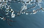 春季梅花