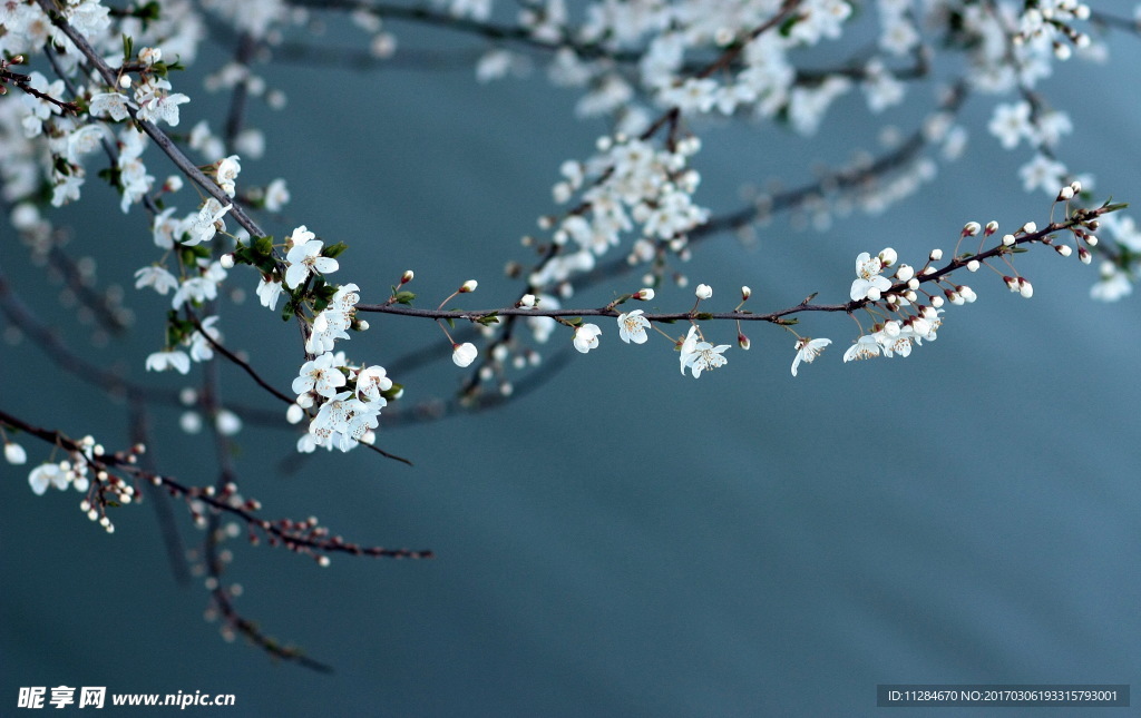 春季梅花