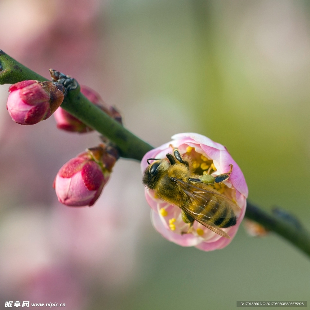 梅花