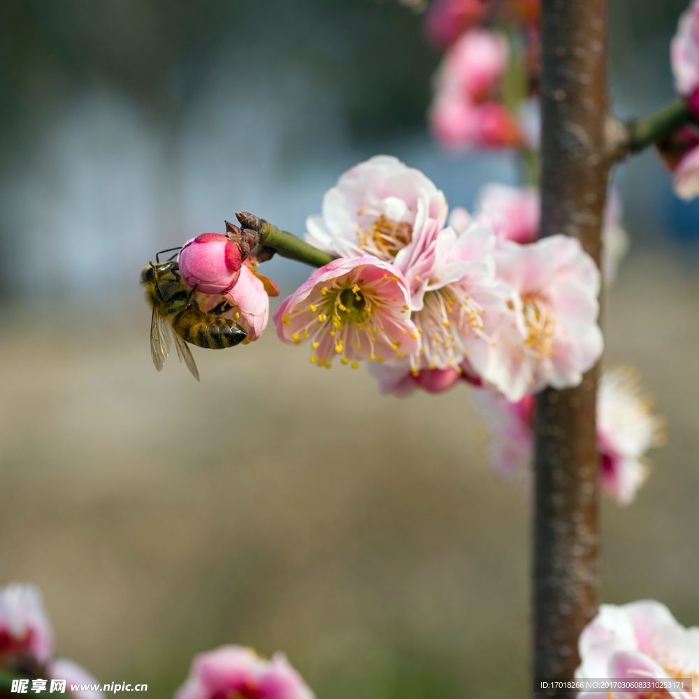 梅花