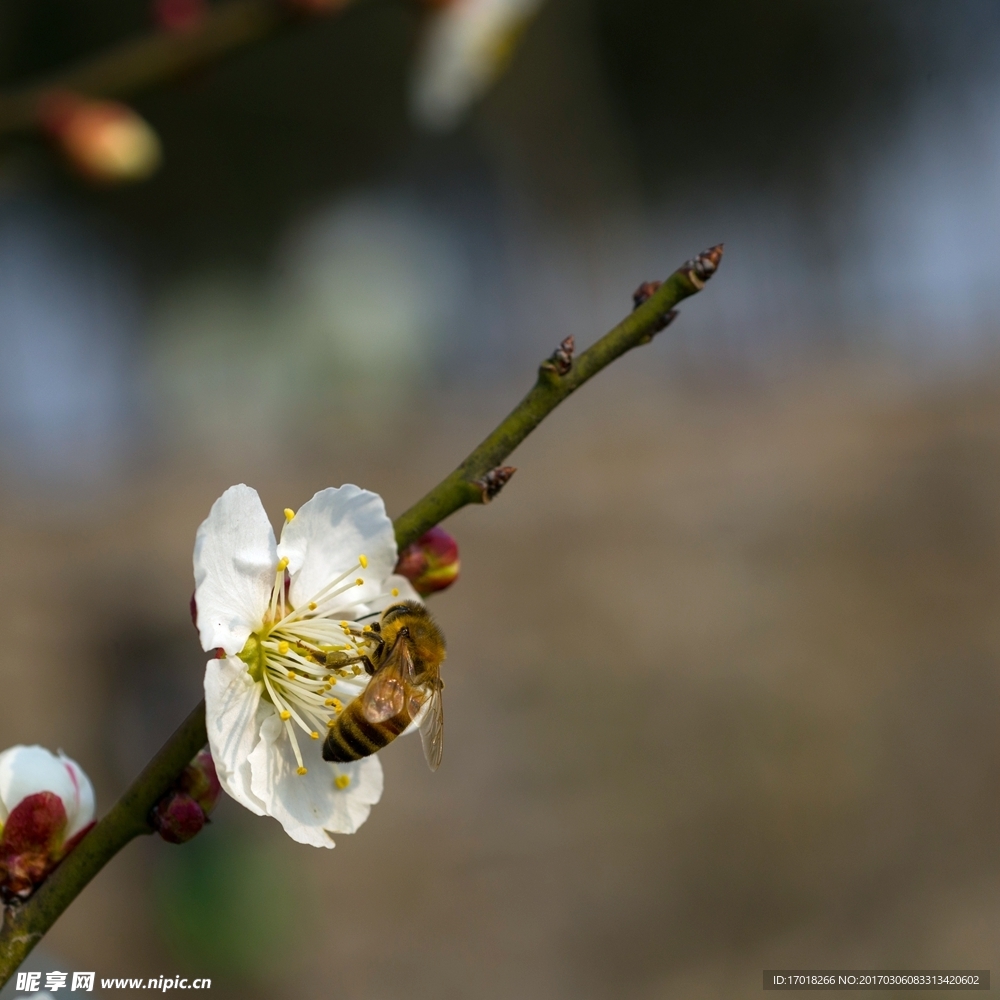 梅花