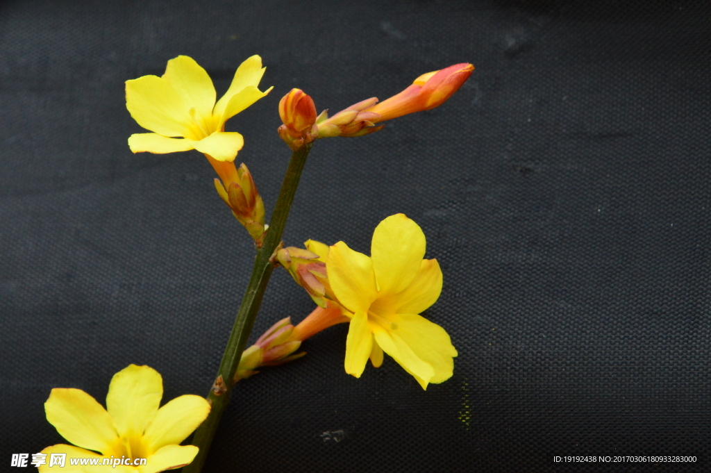 迎春花