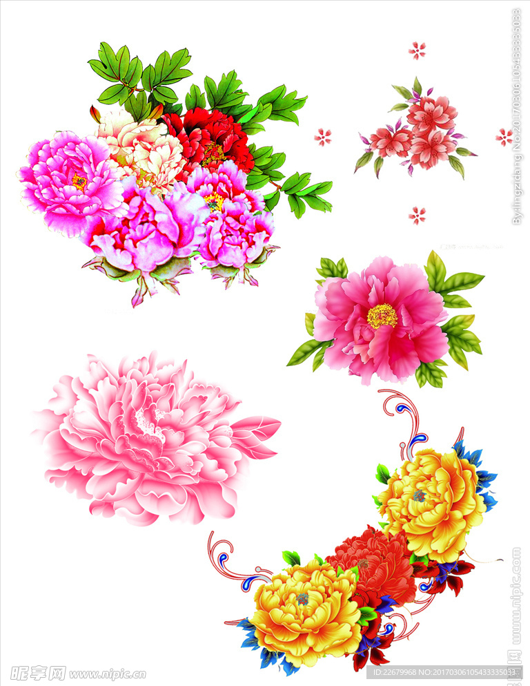 牡丹花