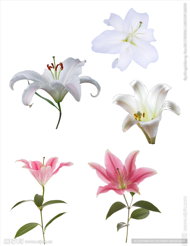 百合花
