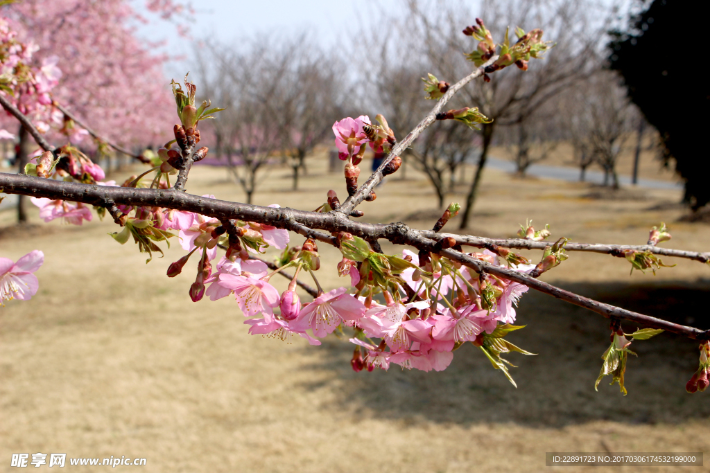 樱花