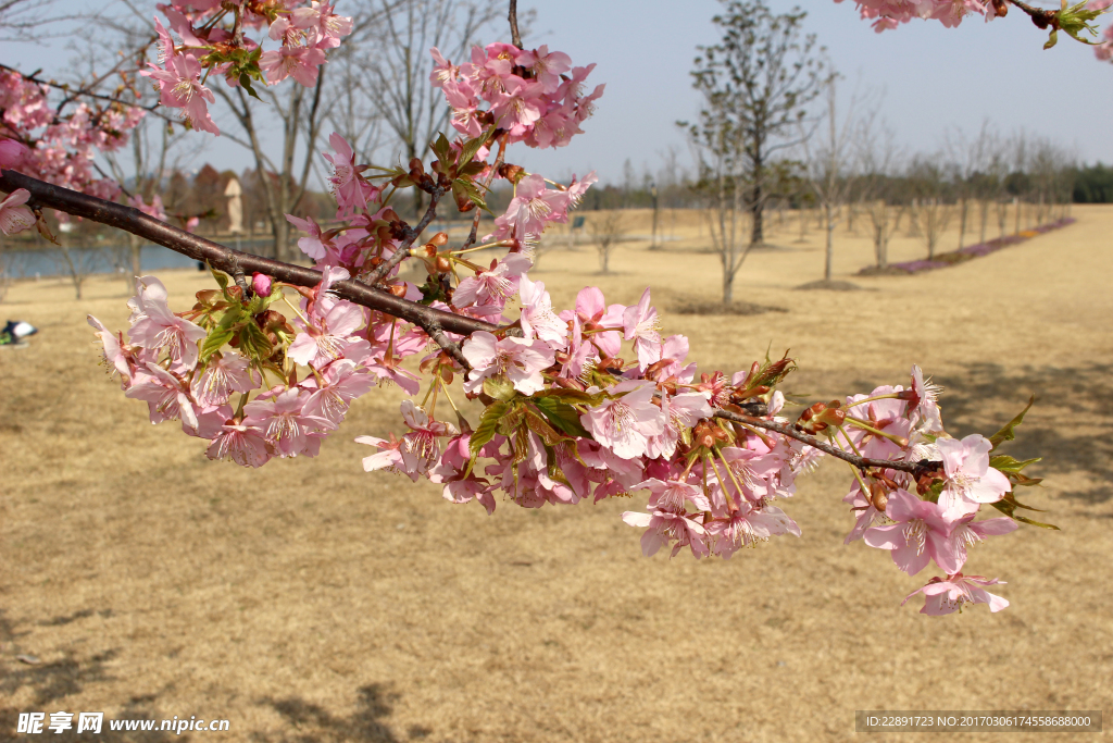 樱花