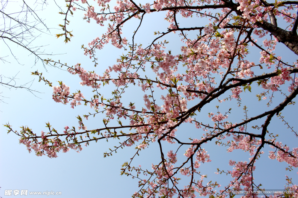 樱花