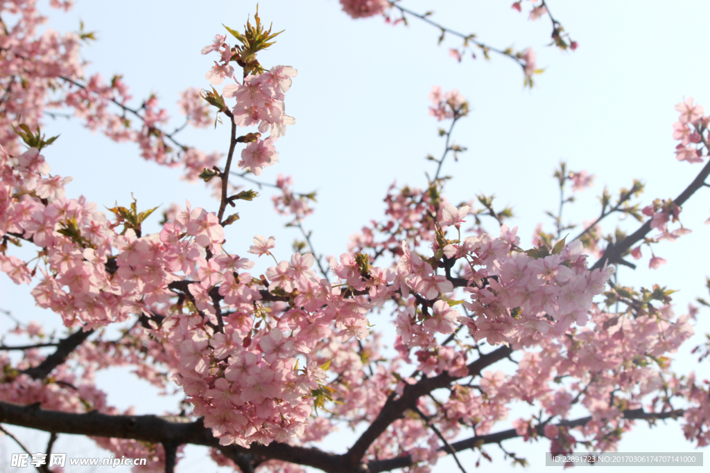 樱花