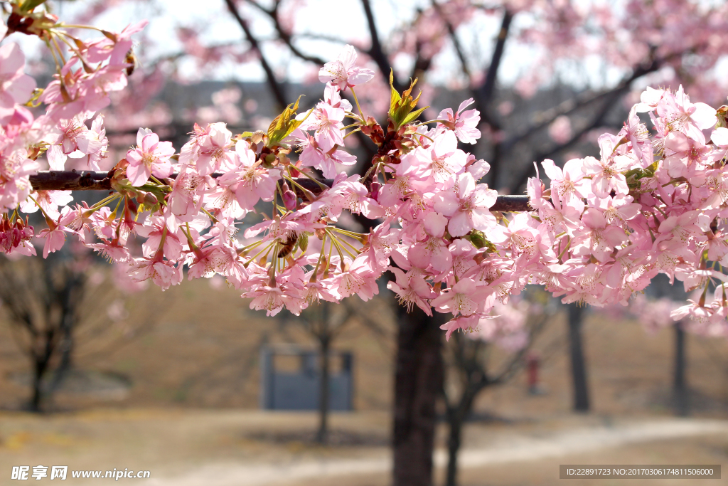 樱花