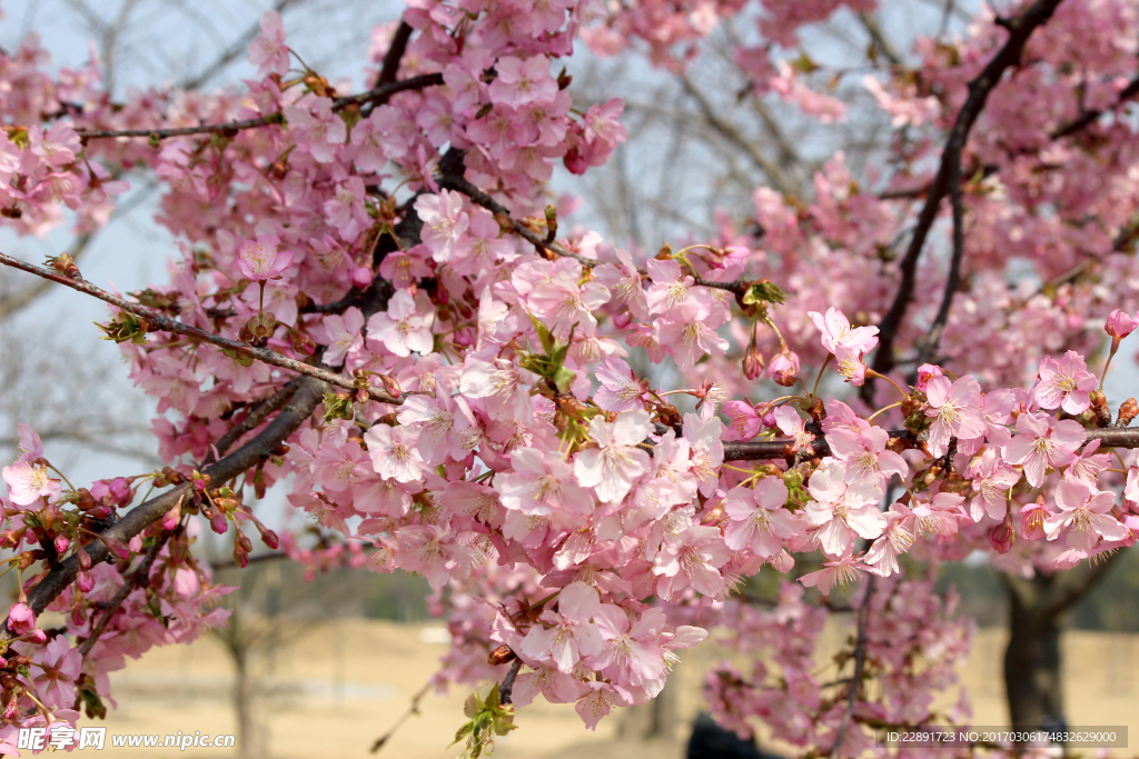 樱花