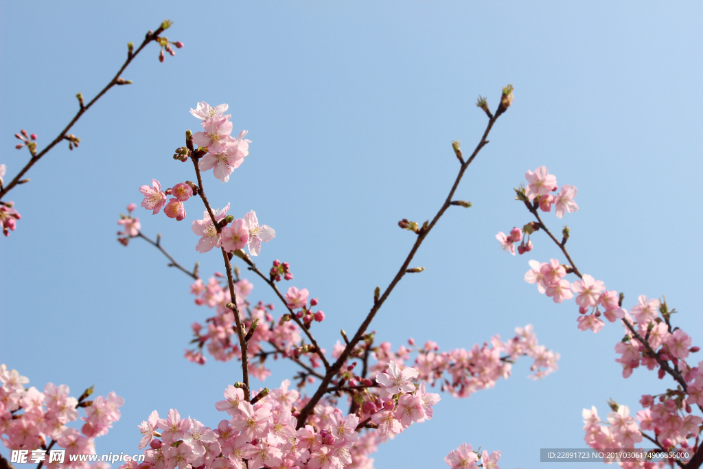 樱花