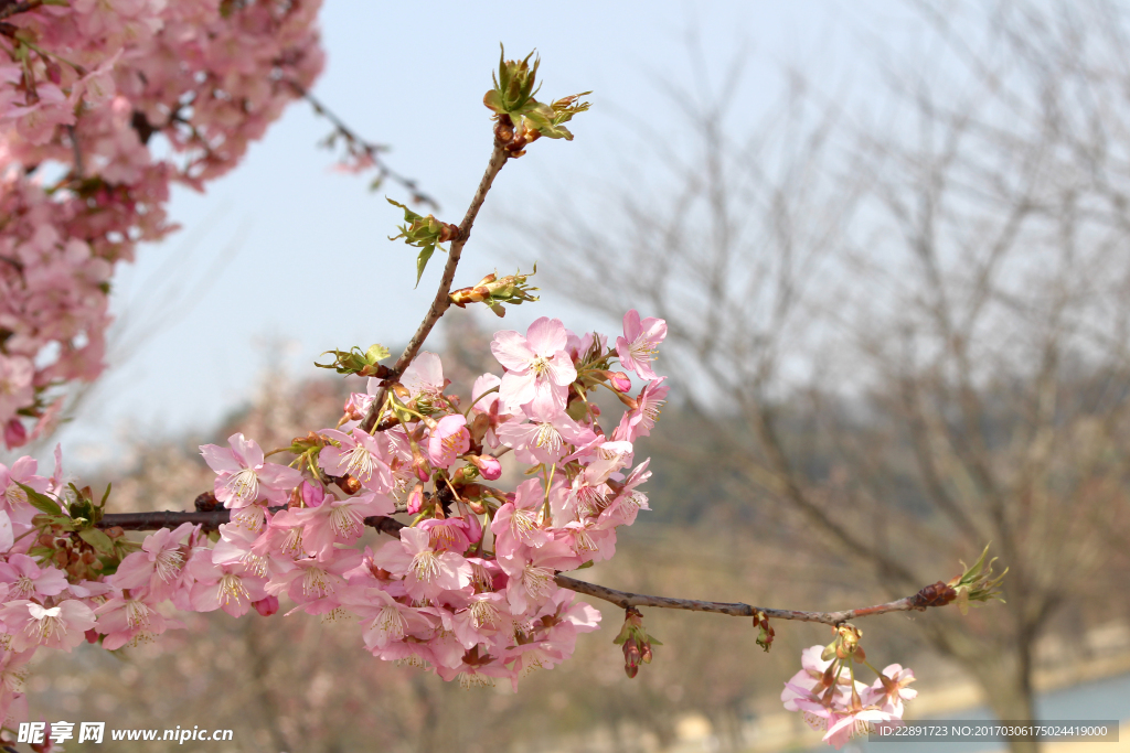 樱花