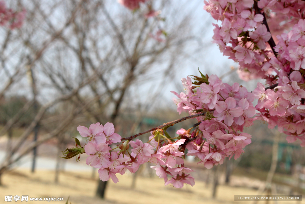 樱花