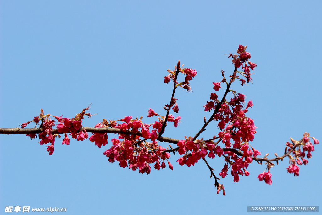 钟花樱桃树