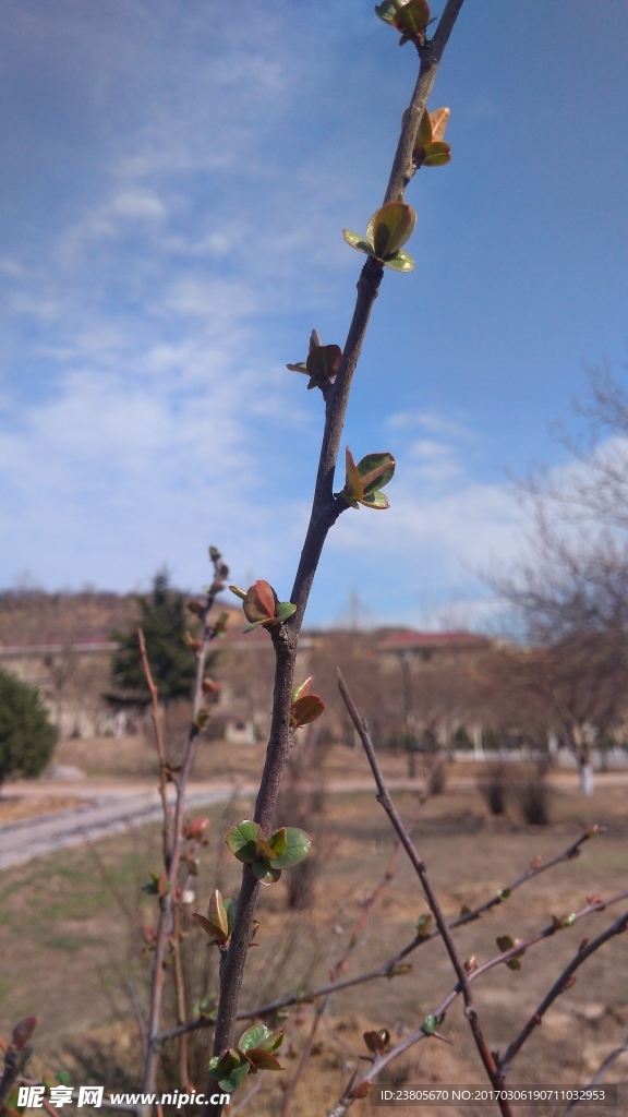 新春萌芽迹象