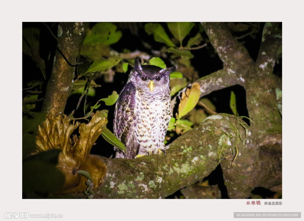 野鹰