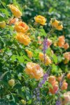 薔薇玫瑰花