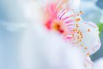 玫瑰花
