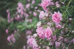 玫瑰花