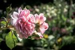 玫瑰花