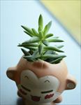 多肉植物