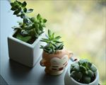 多肉植物