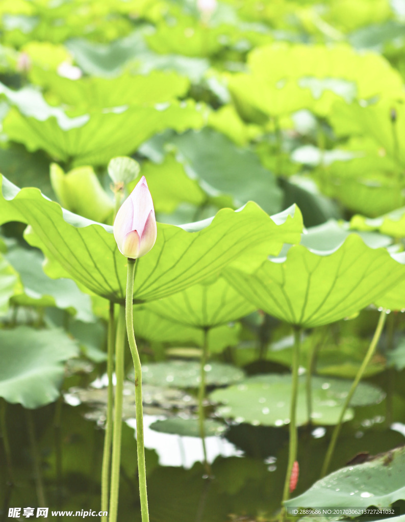 荷花