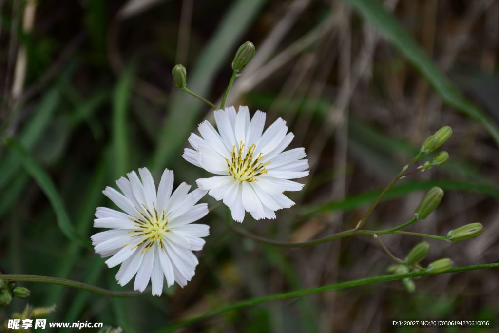 苦菜花