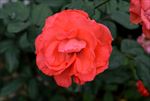 月季花