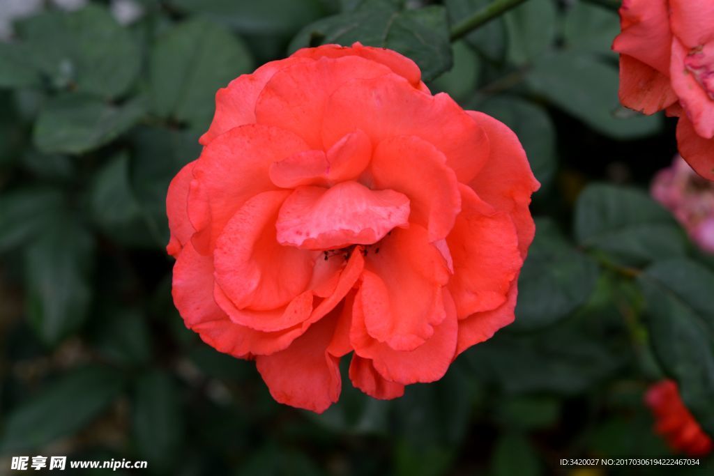 月季花