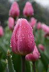 雨后郁金香