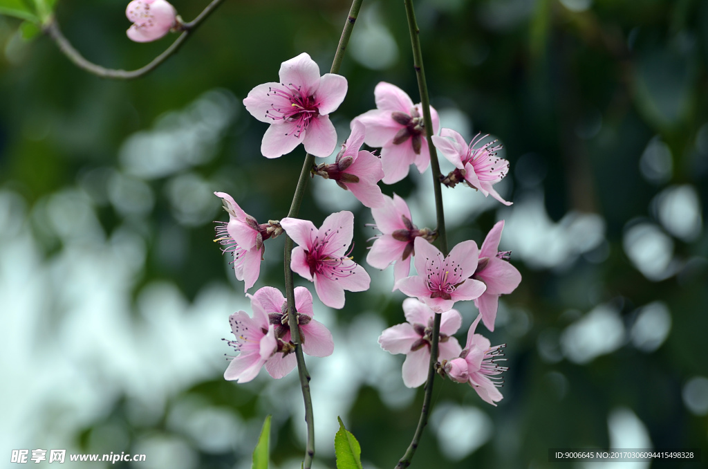 桃花