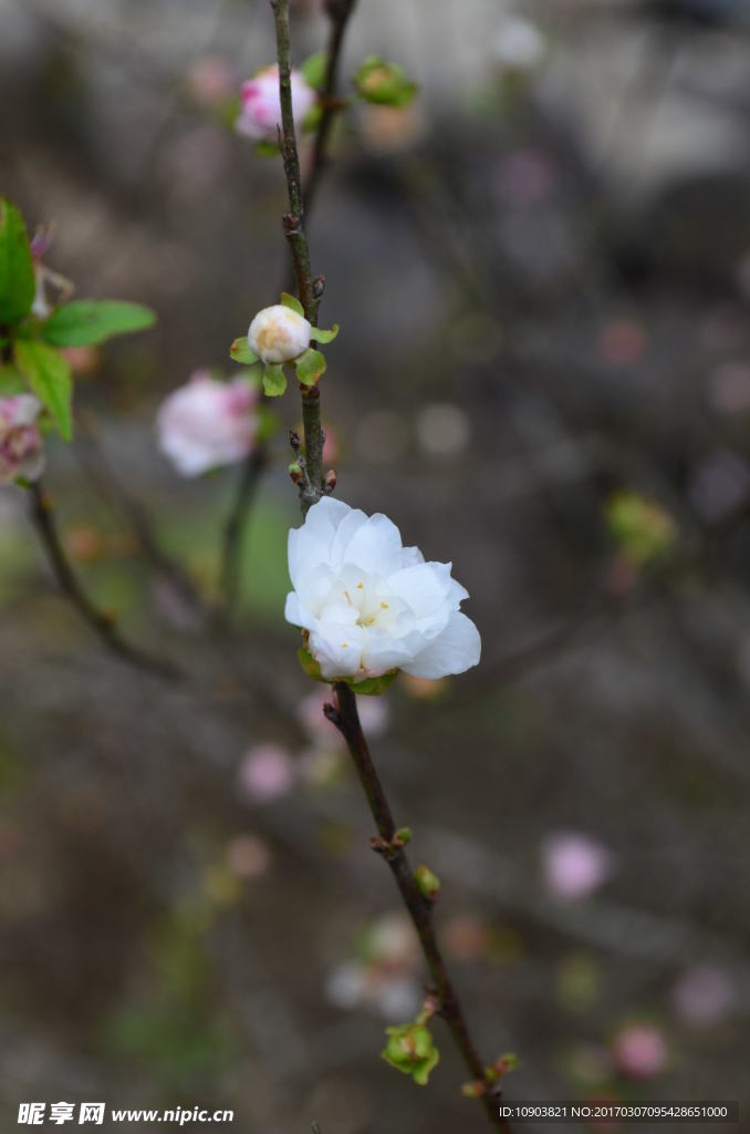 桃花