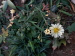 白花