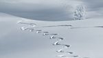 雪地