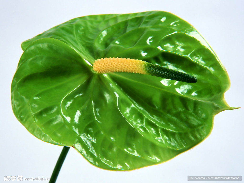 一帆风顺花