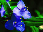 木本花卉