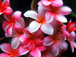 鲜花