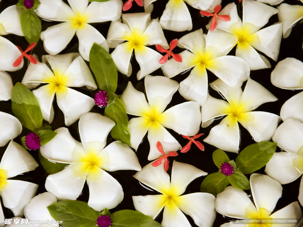 白花